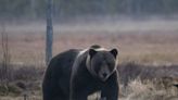 Bear ‘mauls trail runner to death’ after girlfriend reports him missing