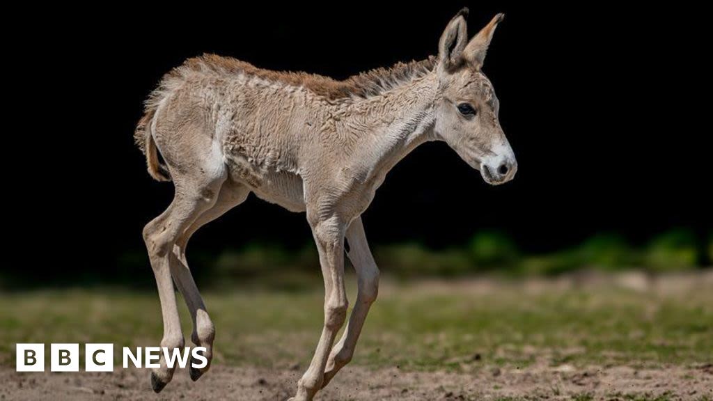 Chester Zoo hails birth of 'one of world's rarest animals'