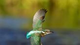 South Shropshire wildlife photographer captures green kingfisher in flight