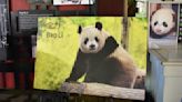 Pandas returning to DC National Zoo
