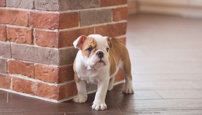 English Bulldog Puppy Adorably Waits for Breakfast and Even Sheds an Impatient Tear