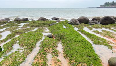 烈嶼綠石槽再現！吸引民眾搶拍季節限定綠色「岐蹟」