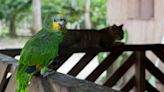 Video of Parrot 'Hatching an Escape Plan' with the Cat Is a Total Treasure