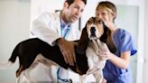 Persistent Müllerian Duct Syndrome (PMDS) in Dogs: Symptoms, Causes, & Treatments