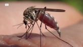 Invasion of mosquitoes a week after SWFL's flooding rain