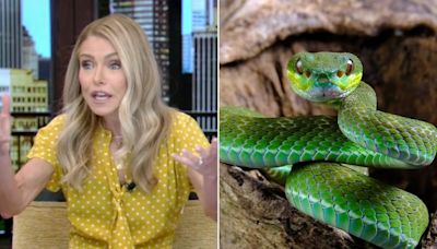 Kelly Ripa begins “Live” with special audience warning: 'Do not put 100 live snakes down your pants'