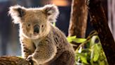 Koalas introduced for the first time at Brookfield Zoo Chicago