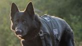 Police dog sniffs out Federal Way burglary suspect hiding under floor