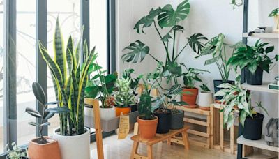 Todo lo que necesitas saber para cuidar tus plantas en invierno - La Tercera