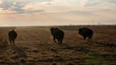 Buffalo project helps restore prairie while reconnecting indigenous tribes with heritage