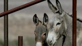 Letters to the Editor: Why we should act more humanely toward San Bernadino's wild burros