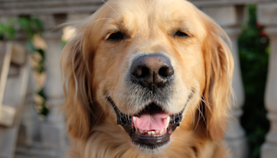 Golden Retriever’s Dad Serves Her a DIY Pup Cup at Home in the Cleverest Way