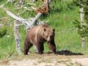 As Many as 70 Grizzly Bears Will Be Released in Washington State Over the Next Decade