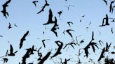 Do you have SC bats in your home? Here’s how to know and what to do if you have them