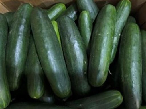 Cucumbers recalled in 14 states due to salmonella risk