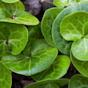 Asarum European Wild Ginger