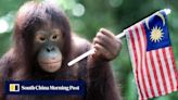 ‘Orangutan diplomacy’: Malaysia plans to gift great apes to ease palm oil worries