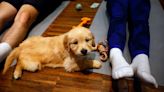 幼犬瑜珈風靡歐洲 義大利衛生部發出禁令