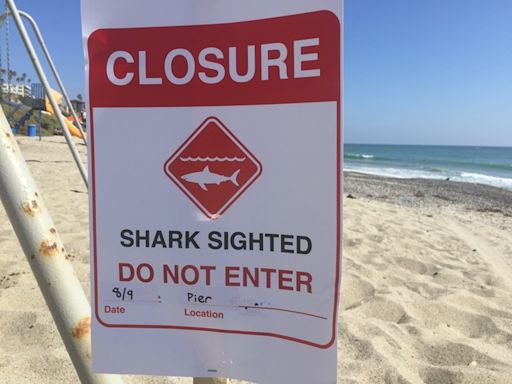 Shark knocks surfer off board, prompts San Clemente water closure