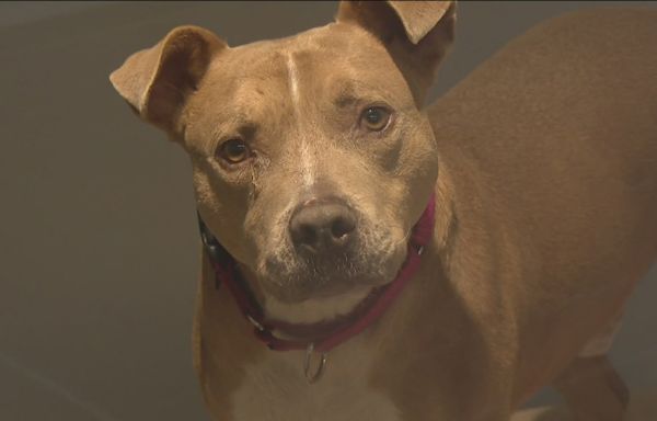 San Diego animal shelters need help 'now more than ever'