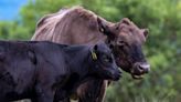 Beautiful cows graze on ancient heathland