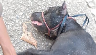 Cachorro da raça pitbull é arremessado dentro de valão em Bangu