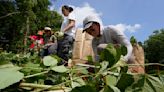 Native groups seek to repair lands damaged by colonization