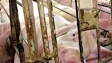 Oklahoma foundation seeks improvement in housing, treatment of pigs