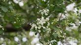 Our friend has warned us against planting a hawthorn boundary hedge. What can we use instead?