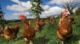 Eggs labelled free range could come from a barn under new proposals