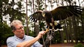 Falconry in NC: The joys and challenges of hunting with birds of prey