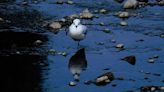 Llegan gaviotas andinas al río Rocha pese a la contaminación