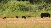 Half of black bear incidents may go unreported. Why NJ is missing a growing danger