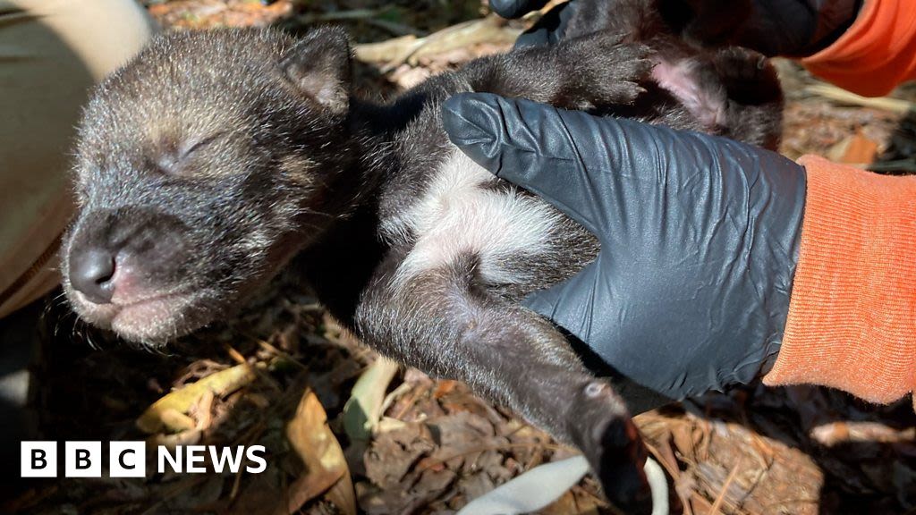 Endangered red wolf pack welcomes new litter of pups