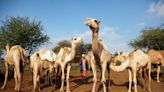 Drought forces Kenya's Maasai and other cattle herders to consider fish and camels