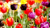 OKC's Myriad Botanical Gardens to host Tulip Festival on Easter weekend