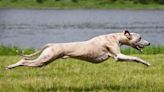 The Top 10 Fastest Dog Breeds in the World