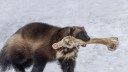 Wolverines Listed as ‘Threatened’ Under the Endangered Species Act