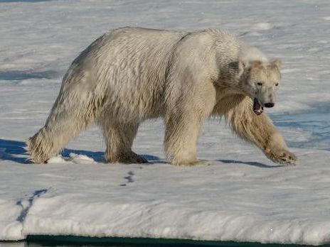 Two polar bears kill Canadian worker in rare attack