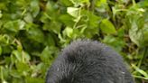 La Unesco celebra el éxito de Ruanda en la protección de los gorilas de montaña