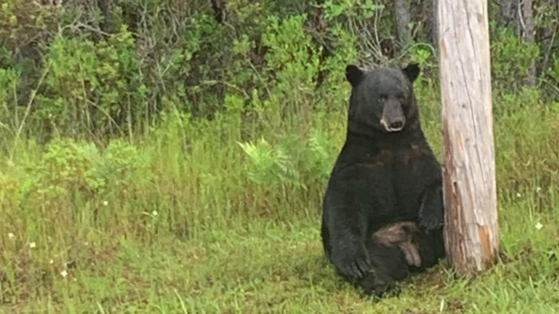 Florida black bear left 'stressed' while onlookers try to take selfies, deputies say