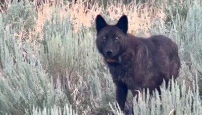 Yellowstone wolf on solo patrol chased for a mile by coyotes