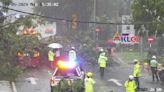 Another fallen tree brings traffic to standstill in KL’s Golden Triangle, less than a week after Jalan Sultan Ismail incident