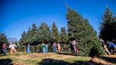 Why this NC evergreen was picked for White House Christmas tree and how to get your own