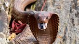 South African Pilot Faces Horrifying ‘Snakes On A Plane’ Moment With Cobra In Cockpit