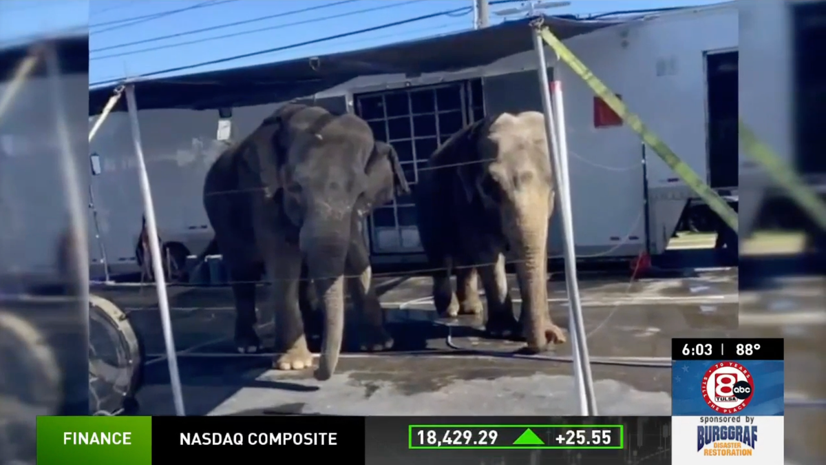 Dealership Accused Of Animal Abuse After Putting Two Elephants On Its Lot