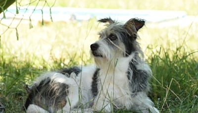 La adoptó de cachorra, vivieron muchas aventuras juntas y ahora que es mayor se comunican de una manera única: “Aprendió la lengua de señas”