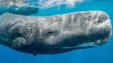 抹香鯨叫聲如「摩斯密碼」 科學家發現固定模式曲調