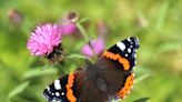 Help your local wildlife by taking part in this year’s Big Butterfly Count