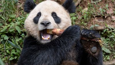 Two giant pandas headed to San Diego Zoo: Get to know Xin Bao, Yun Chuan